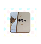 柴犬むぎちゃんの癒し2（個別スタンプ：8）