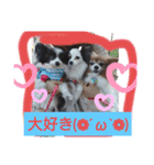 パピヨンかおりん家族（個別スタンプ：1）