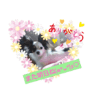 パピヨンかおりん家族（個別スタンプ：3）