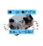 パピヨンかおりん家族（個別スタンプ：4）