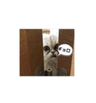 ブサイク猫ちゃん2（個別スタンプ：2）