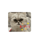 ブサイク猫ちゃん2（個別スタンプ：4）