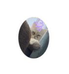 ブサイク猫ちゃん2（個別スタンプ：8）