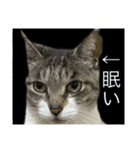 やる気のなさ過ぎる猫（個別スタンプ：1）