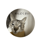 やる気のなさ過ぎる猫（個別スタンプ：2）