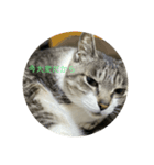 やる気のなさ過ぎる猫（個別スタンプ：3）