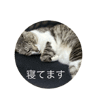 やる気のなさ過ぎる猫（個別スタンプ：4）