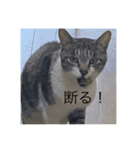 やる気のなさ過ぎる猫（個別スタンプ：5）
