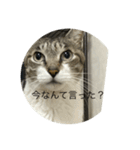 やる気のなさ過ぎる猫（個別スタンプ：6）