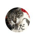 やる気のなさ過ぎる猫（個別スタンプ：7）