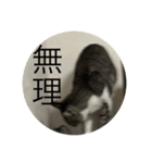 やる気のなさ過ぎる猫（個別スタンプ：8）