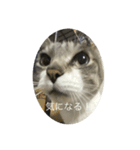やる気のなさ過ぎる猫（個別スタンプ：9）