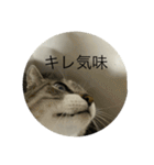 やる気のなさ過ぎる猫（個別スタンプ：10）