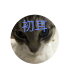 やる気のなさ過ぎる猫（個別スタンプ：11）