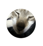 やる気のなさ過ぎる猫（個別スタンプ：12）