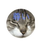 やる気のなさ過ぎる猫（個別スタンプ：13）