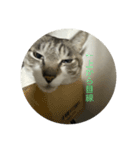 やる気のなさ過ぎる猫（個別スタンプ：14）