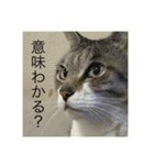 やる気のなさ過ぎる猫（個別スタンプ：15）
