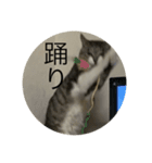 やる気のなさ過ぎる猫（個別スタンプ：16）