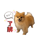 さくらちゃん04（個別スタンプ：6）