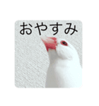 糸文鳥（個別スタンプ：16）