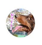 愛犬のあさんスタンプ（個別スタンプ：1）