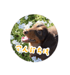愛犬のあさんスタンプ（個別スタンプ：2）