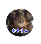 愛犬のあさんスタンプ（個別スタンプ：3）