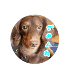 愛犬のあさんスタンプ（個別スタンプ：5）