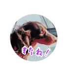 愛犬のあさんスタンプ（個別スタンプ：7）