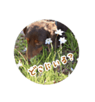 愛犬のあさんスタンプ（個別スタンプ：8）