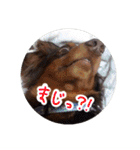 愛犬のあさんスタンプ（個別スタンプ：9）