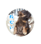 愛犬のあさんスタンプ（個別スタンプ：10）