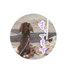 愛犬のあさんスタンプ（個別スタンプ：12）