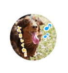 愛犬のあさんスタンプ（個別スタンプ：13）