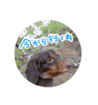 愛犬のあさんスタンプ（個別スタンプ：14）
