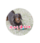 愛犬のあさんスタンプ（個別スタンプ：15）