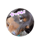 愛犬のあさんスタンプ（個別スタンプ：16）