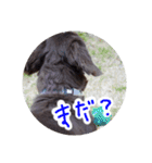 愛犬のあさんスタンプ（個別スタンプ：17）