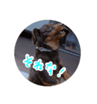 愛犬のあさんスタンプ（個別スタンプ：18）