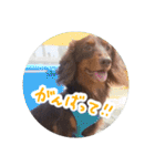 愛犬のあさんスタンプ（個別スタンプ：19）