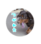 愛犬のあさんスタンプ（個別スタンプ：20）