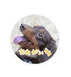 愛犬のあさんスタンプ（個別スタンプ：21）
