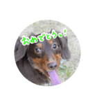 愛犬のあさんスタンプ（個別スタンプ：22）