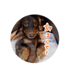 愛犬のあさんスタンプ（個別スタンプ：23）