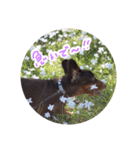 愛犬のあさんスタンプ（個別スタンプ：24）