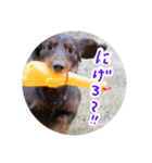 愛犬のあさんスタンプ（個別スタンプ：25）
