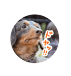 愛犬のあさんスタンプ（個別スタンプ：26）
