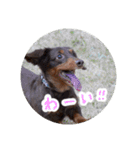 愛犬のあさんスタンプ（個別スタンプ：27）
