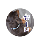 愛犬のあさんスタンプ（個別スタンプ：28）